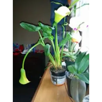 Gorgeous Lilium Plant